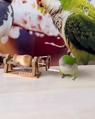 The Talented Mr. parrot 