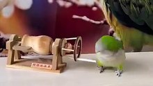 The Talented Mr. parrot 