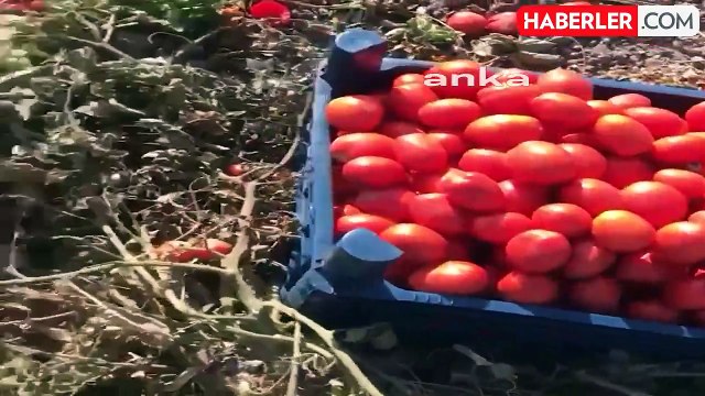 Beyoğlu Belediyesi, Bursalı domates üreticilerine destek oldu