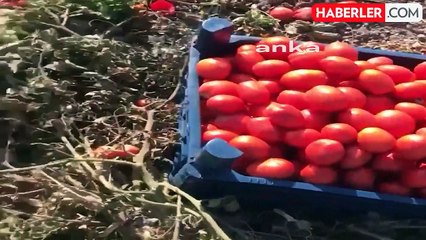 Beyoğlu Belediyesi, Bursalı domates üreticilerine destek oldu