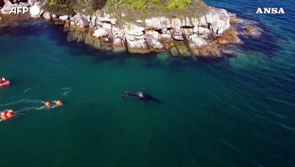 Sydney, balena liberata dopo 22 ore di calvario