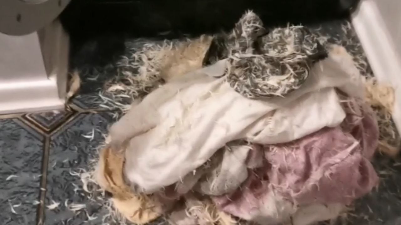 Woman laughs hysterically after husband's feather pillow turns washing machine into mess