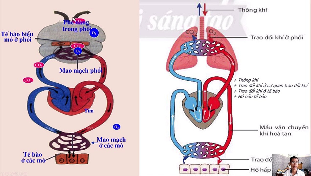 Sinh 11 - Bài 9 Hô hấp ở động vật