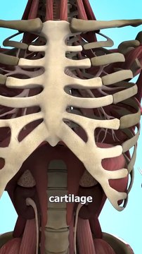 Growing An Ear In Your Arm How A Bear Trap Works #facts #sciencefacts Hidden Tooth Compartments Explained #USA #Canada #Germany #Viral #Trending #Famous