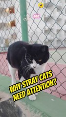#cat #straycat #viral | Stray Cats: Why Is It Important to Show Them Attention?
