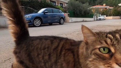 Sticky stray cat, chattering too cute the whole time