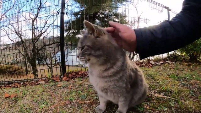 Stray cats in a cute way, begging for the affection of strangers