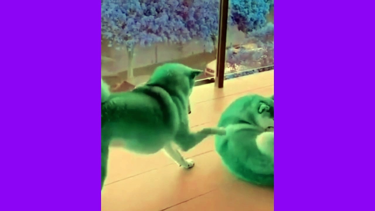 funny Dog  |  ফানি ডগ