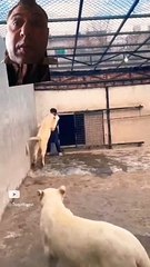 Boy is fighting with innocent lion #lion #funny #shorts