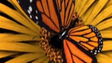 * Danaus Plexippus: La Mariposa Monarca y su Increíble Transformación