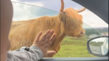 Terrified sister panics in car as her brother stops next to a cow