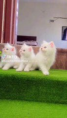 Cutie cats
