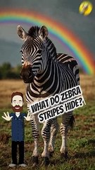 #zebra #funnyzebra #viral | What Do Zebra Stripes Hide?