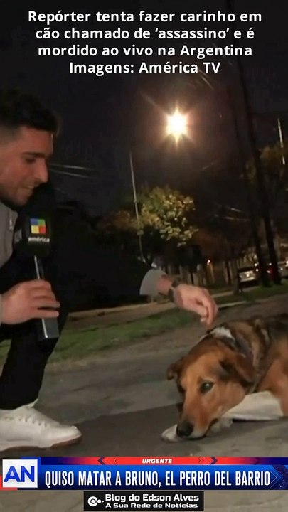Repórter tenta fazer carinho em cão chamado de ‘assassino’ e é mordido ao vivo na Argentina