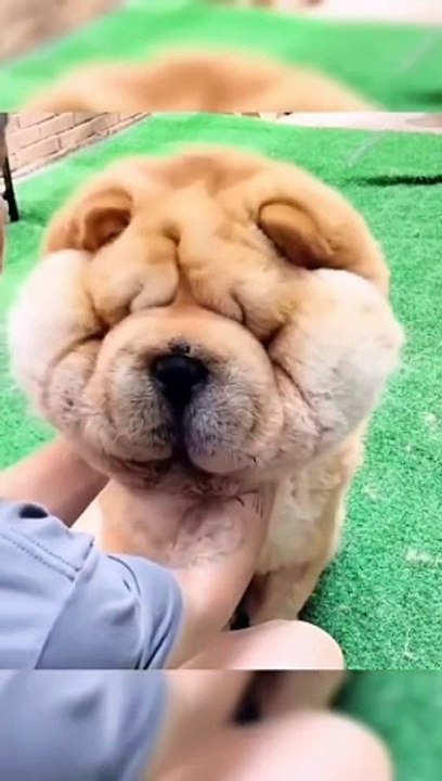 Funny cute dog