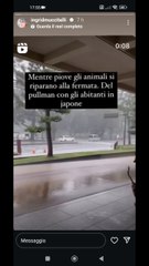 cervi e uomini si riparano insieme dal temporale alla fermata del pullman