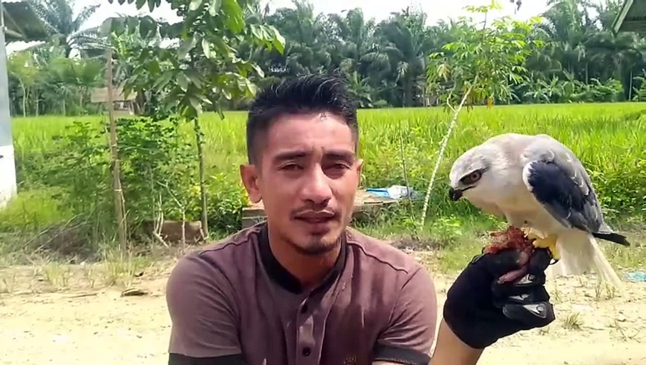 Try this method, all birds will be tame