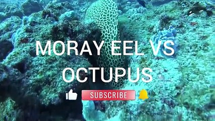 MORAY EEL VS OCTOPUS-1