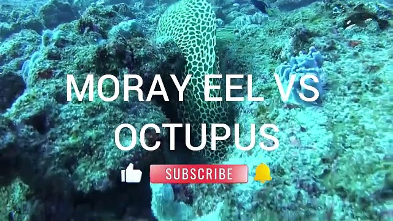 MORAY EEL VS OCTOPUS-1