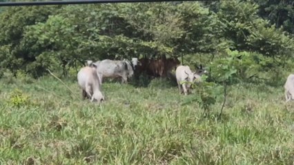 Siguen los esfuerzos para erradicar al gusano barrenador