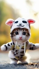 amazing cat dance video  #cat #shortsfeed #catvideos #shortvideo #catlover #shorts #short