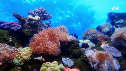 This is how I felt when I discovered paradise…  THE RED SEA Project, Saudi