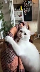 Funny_Cute_Cats_#cat lovers #shorts #cuteness overload #animal lovers