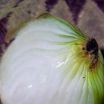 -ANDRÉS DE JESÚS VÉLEZ FRANCO- PLANTAS MEDICINALES POPULARES (PARTE 2) (@AndresdeJesus90)