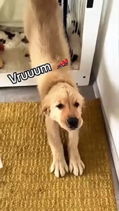 Funny videos