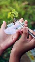 * ¿Conoces las 3 ramas principales de la botánica?