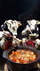 chinese cows
