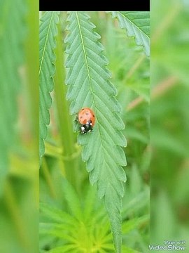 real beauty of nature