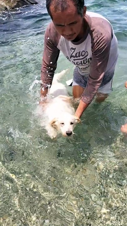 Lovely pet