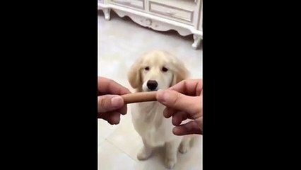 1 Minute Of Funny Cat Videos  Part 3