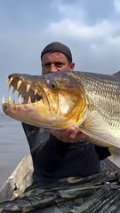 What kind of fish is this? Such scary teeth