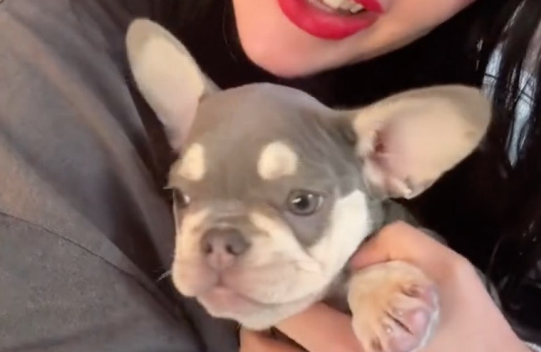 Lady gaga: neuer hund nach dognapping-drama