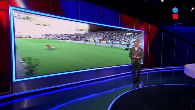 Realizan tierna carrera de perros corgi en Vilna, Lituania