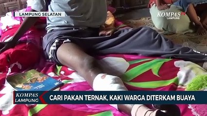 Download Video: Cari Pakan Ternak, Kaki Warga Diterkam Buaya