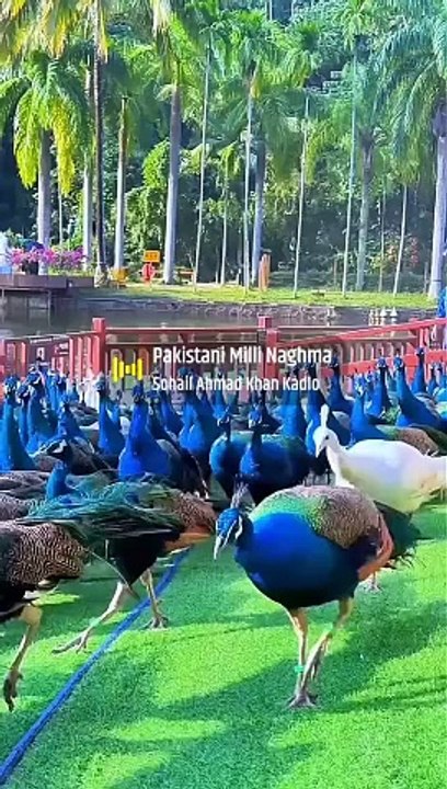 PEACOCKS,,,,, Here is a farms of peacocks, it is a colorful and beautiful