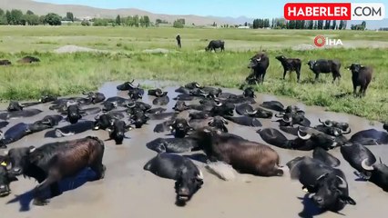 Erzurum'da Mandaların Banyo Keyfi