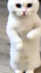 hiburan kucing lucu