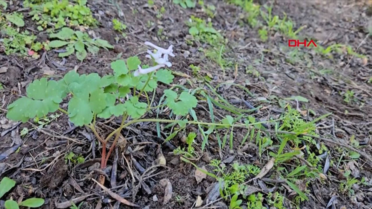Yeni keşfedilen bitki türü 'Latmos Kazgagası' yok olma tehlikesiyle karşı karşıya