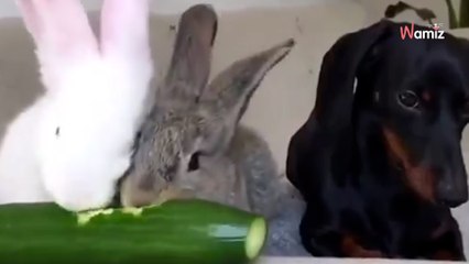 Uroczy jamnik vs. wegańskie menu. Jego reakcja podbija internet (video)