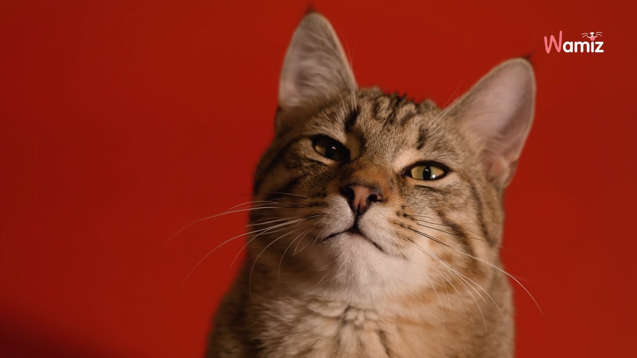 Une femme va dans un refuge et vole un chaton en le cachant sous son manteau : ils font tout pour le retrouver