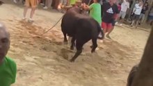 Maltrato animal en Sollana