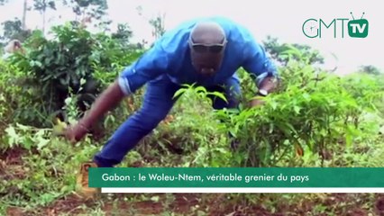 [#Reportage] Gabon : le Woleu-Ntem, véritable grenier du pays