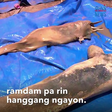 Title: Dolphin, binuhat na parang baby para mailigtas | GMA Integrated Newsfeed Caption: Isang river dolphin ang binuhat na parang baby para lang mailipat agad at mailigtas sa gitna ng matinding tagtuyot sa Amazon sa Brazil. Ang mga ilog doon, halos