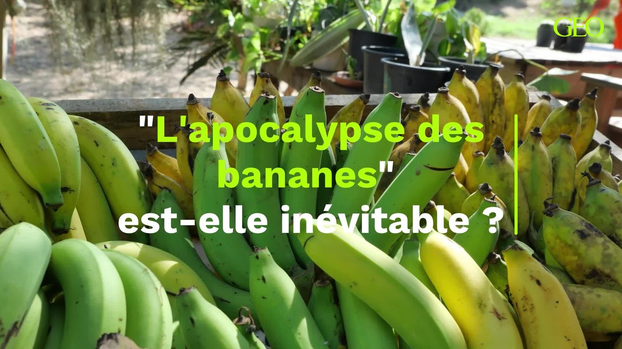"L'apocalypse des bananes" est-elle inévitable ?