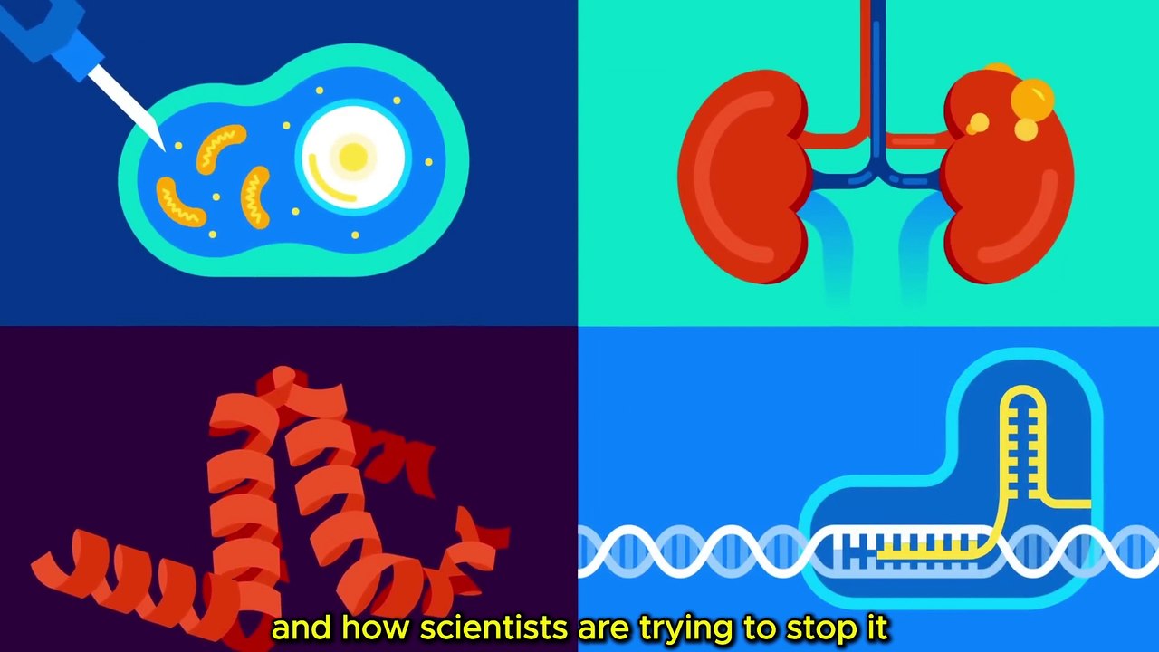 Why Age? Should We End Aging Forever?