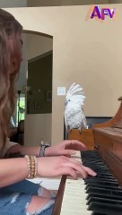 I Can_t With These Pets__  _funny _dogs _pets _funnypets _afv _shorts(1080P_HD)
